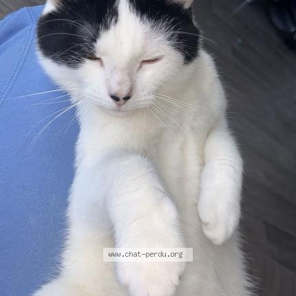 Photo 1/1 Prince Chat lost in Chatellerault