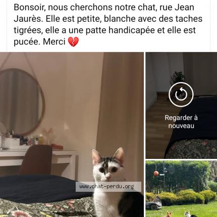 Photo 1/1 Sunny Chat lost in Courcelles