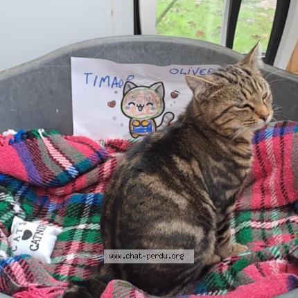 Photo 1/1 Oliver Chat lost in Coulogne