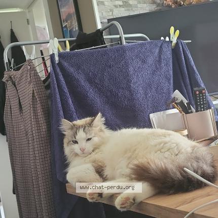 Photo 1/1 Gyzmo Chat lost in Couffouleux