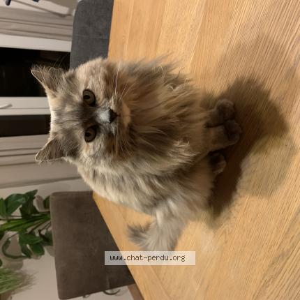 Photo 1/1 Sissi Chat lost in Beziers