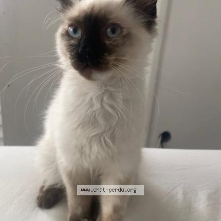 Photo 1/1 Shiro Chat lost in Villepinte