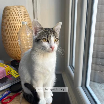 Photo 1/1 Casca Chat lost in Villeurbanne