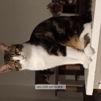 Photo 1/1 RIO Chat lost in Parthenay 79200