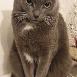 Picture of cat lost at Le Mans