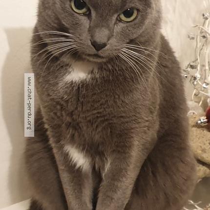 Photo 1/1 Krevet Chat lost in Le mans