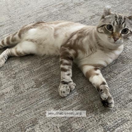 Photo 1/1 Zoro Chat lost in Dollar des ormeaux