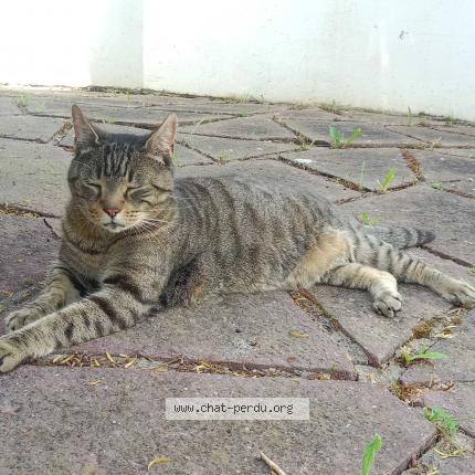 Photo 1/1 Found cat Found in La rocchelle