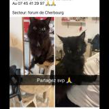 Picture of cat lost at Cherbourg En Cotentin