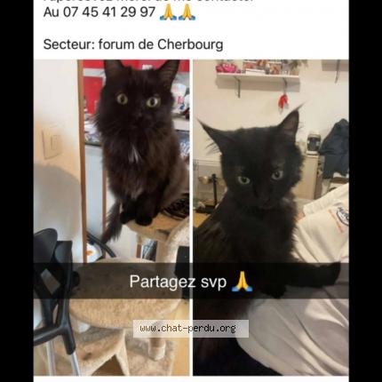 Photo 1/1 Sendoa Chat lost in Cherbourg en cotentin