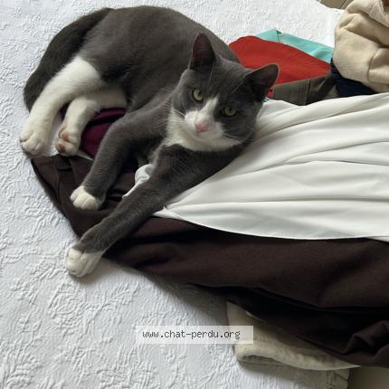 Photo 1/1 Bounty Chat lost in Bruxelles