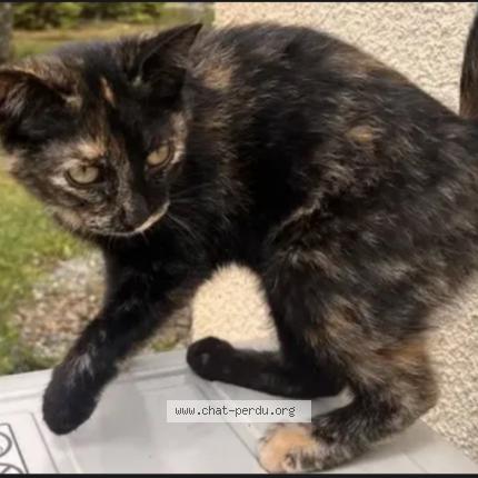 Photo 1/1 Tic tac Chat lost in Sannois