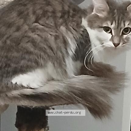 Photo 1/1 Bibiche Chat lost in Saint nazaire