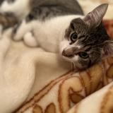 Picture of cat lost at Sevran