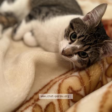 Photo 1/1 Cookie Chat lost in Sevran