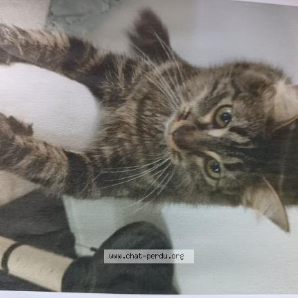 Photo 1/1 Louna Chat lost in Villiers le bel