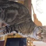 Picture of cat lost at Aubagne