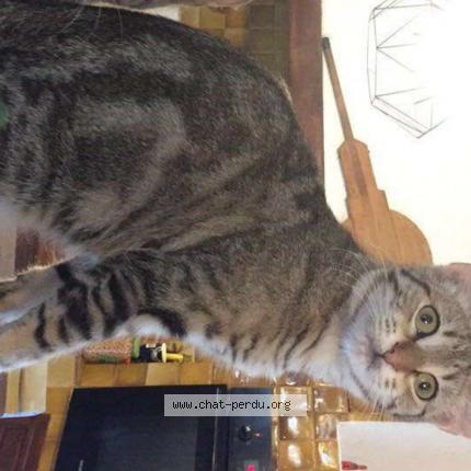 Photo 1/1 Mia Chat lost in Aubagne