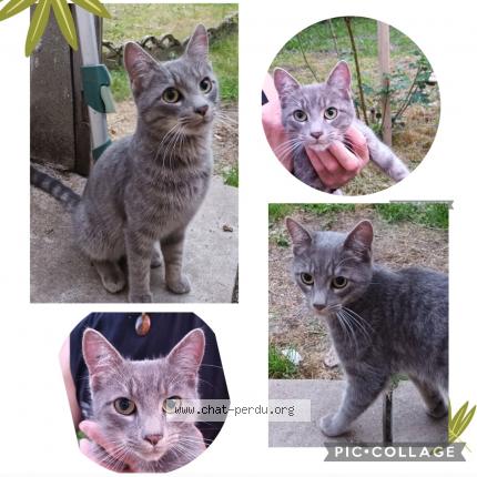 Photo 1/1 Cat reunited Found in La guerche sur l aubois