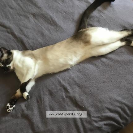 Photo 1/1 Moumou Chat lost in Le petit quevilly