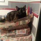 Picture of cat lost at Aubagne