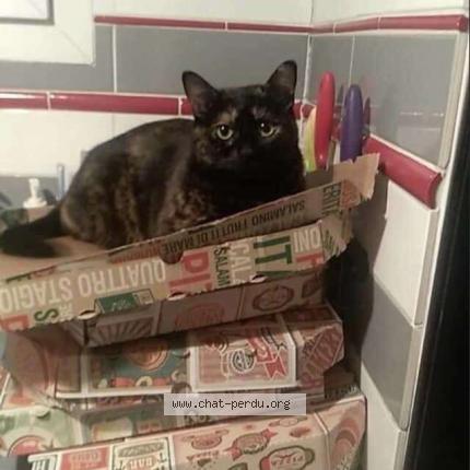 Photo 1/1 Nala Chat lost in Aubagne