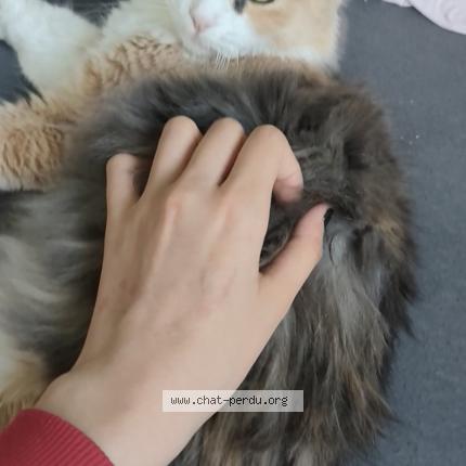 Photo 1/1 Miya Chat lost in Bonneuil sur marne