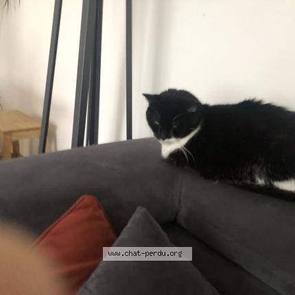 Photo 1/1 Ice Chat lost in Malassis