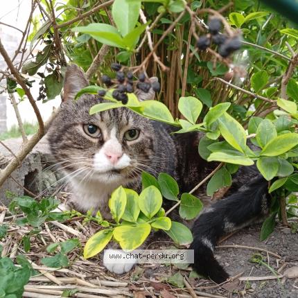 Photo 1/1 Found cat Found in Douai