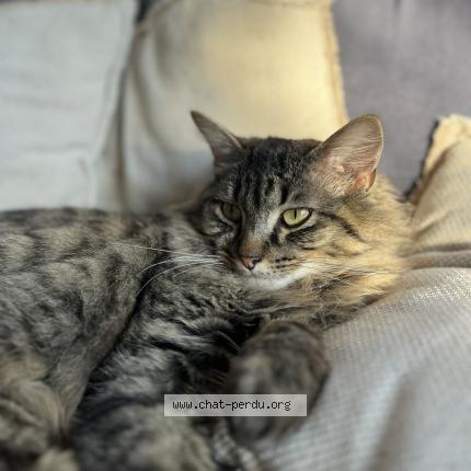 Photo 1/1 Gibus Chat lost in Saint andre goule d oie