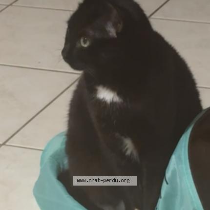 Photo 1/1 Zazou Chat lost in Froidfond