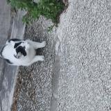 Picture of cat found at Montamise