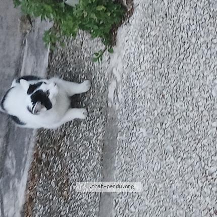 Photo 1/1 Found cat Found in Montamise