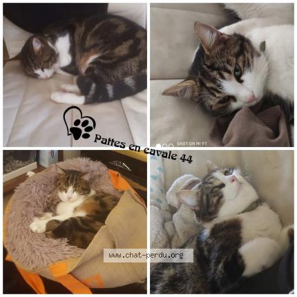 Photo 1/1 Pandore Chat lost in Rouans