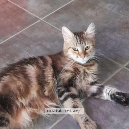 Photo 1/1 Minnie Chat lost in Cruscades