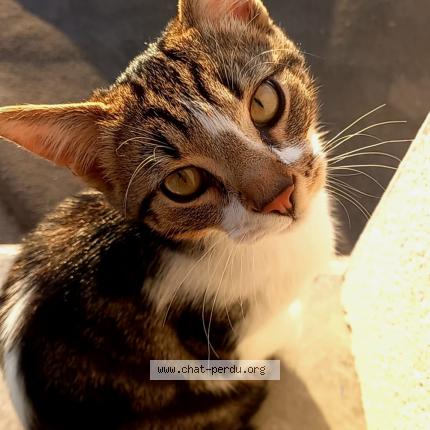 Photo 1/1 Floki Chat lost in Bezannes