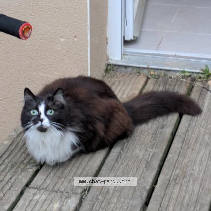 Photo 1/1 Eva ou mimine Chat lost in St orens de gameville