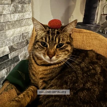 Photo 1/1 Temp&ecirc;te Chat lost in Serent