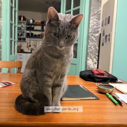 Foto van vermiste kat in Bruxelles