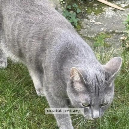 Foto 2/2 Kat teruggevonden Vermist in Bruxelles
