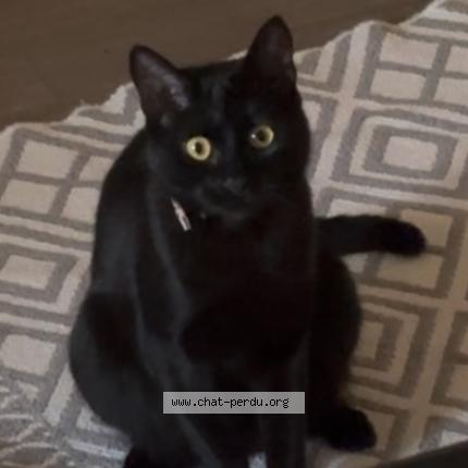 Photo 1/1 Blacky Chat lost in Ars sur moselle