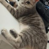 Picture of cat lost at Perigny Sur Yerres