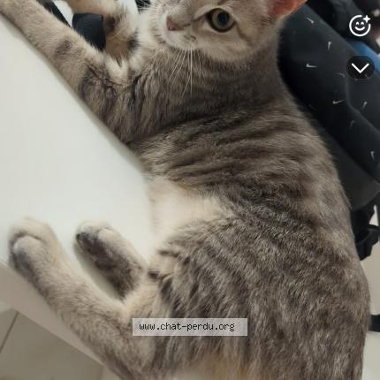 Photo 1/1 Kiara Chat lost in Perigny sur yerres