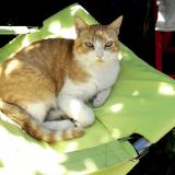 Picture of cat lost at Ludon Medoc