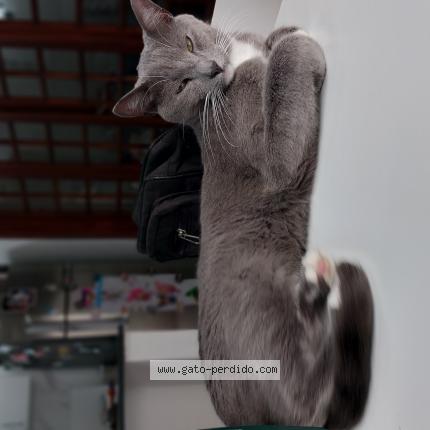 Photo 1/1 dibu Chat lost in Gualeguay