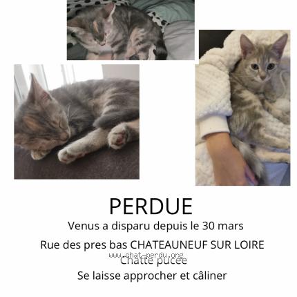 Photo 1/1 Venus Chat lost in Chateauneuf sur loire