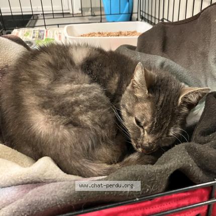 Photo 1/1 Found cat Found in Tourcoing