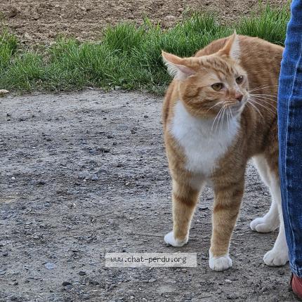 Foto 1/1 Kat teruggevonden Vermist in Ceroux Mousty