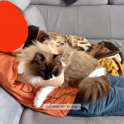 Photo 1/1 Sakina Chat lost in Sauzet