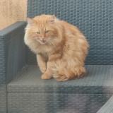 Picture of cat lost at St Aubin